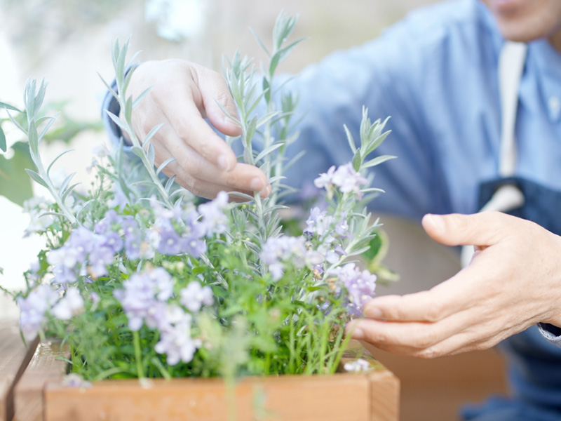 寄せ植え体験！多肉植物も！