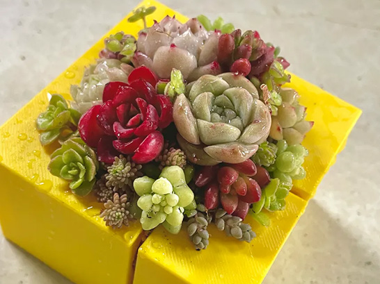 多肉植物の寄せ植え
